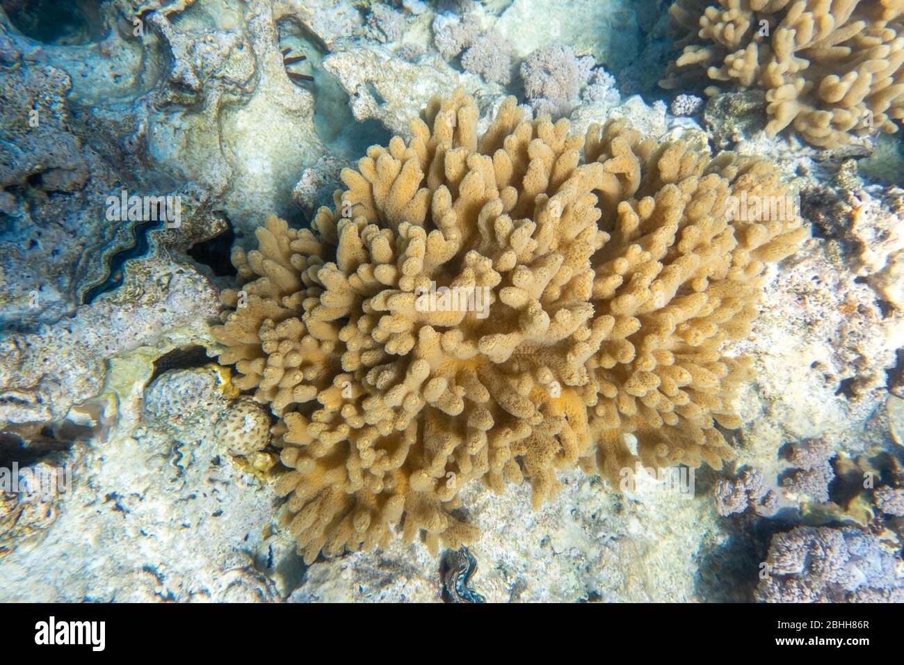 Deep Sea Coral Polyps, Marine Life On The Ocean Floor. Saltwater Creatures  In a Coral Reef, Red Sea, Egypt Stock Photo - Alamy