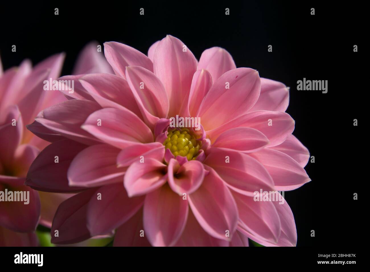 pink dahlia flower close up Stock Photo