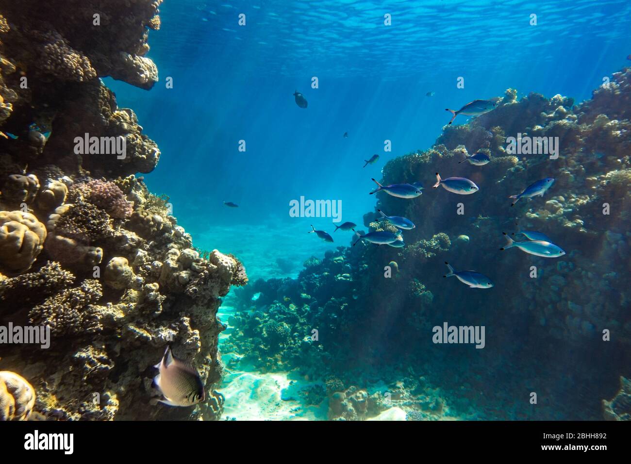 Coral Reef And Shoal Of Bright Blue Stripped Tropical Fish In Red Sea. Blue Lunar Fusilier (Caesio Lunaris), Hard Corals And Rock In The Depths, Sun R Stock Photo