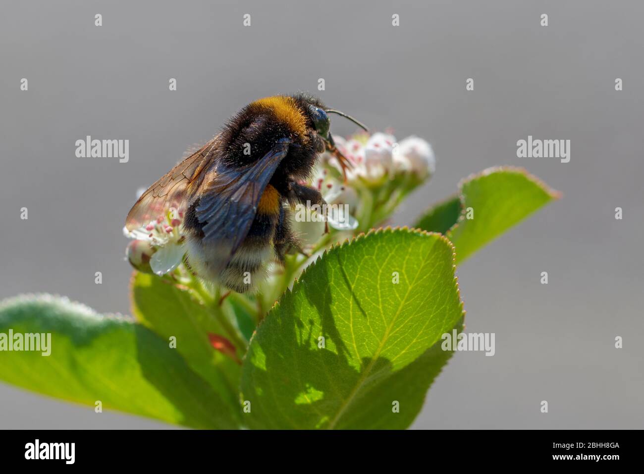 Bumblebee on a blooming Aronia flower in the spring morning. Stock Photo