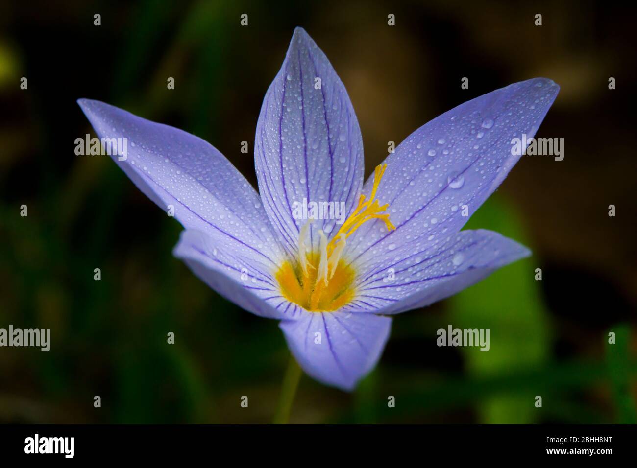 blue crocus flower close up Stock Photo