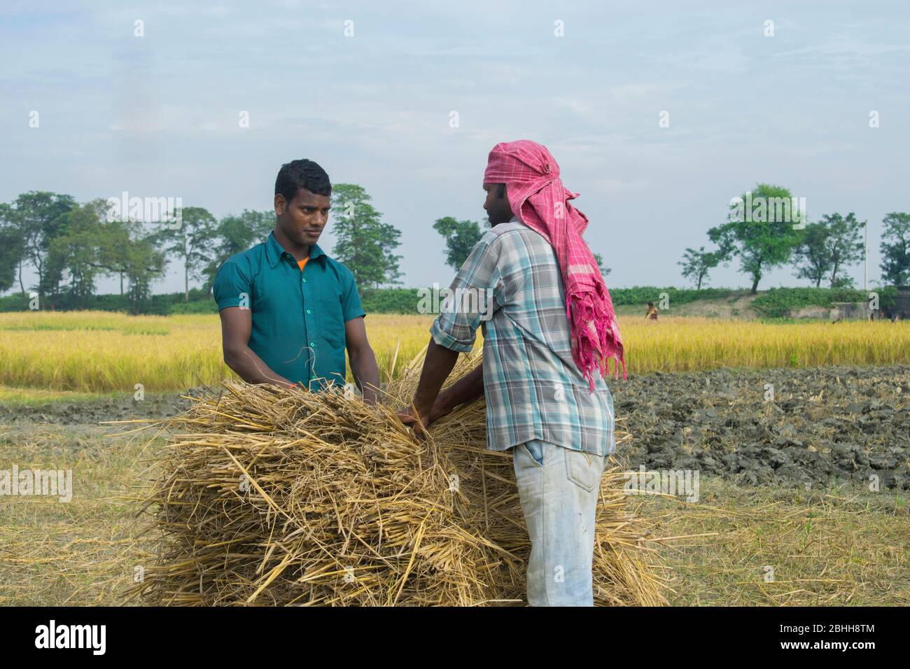 Indian man making bundle of harvested bundle of paddy at field Stock Photo