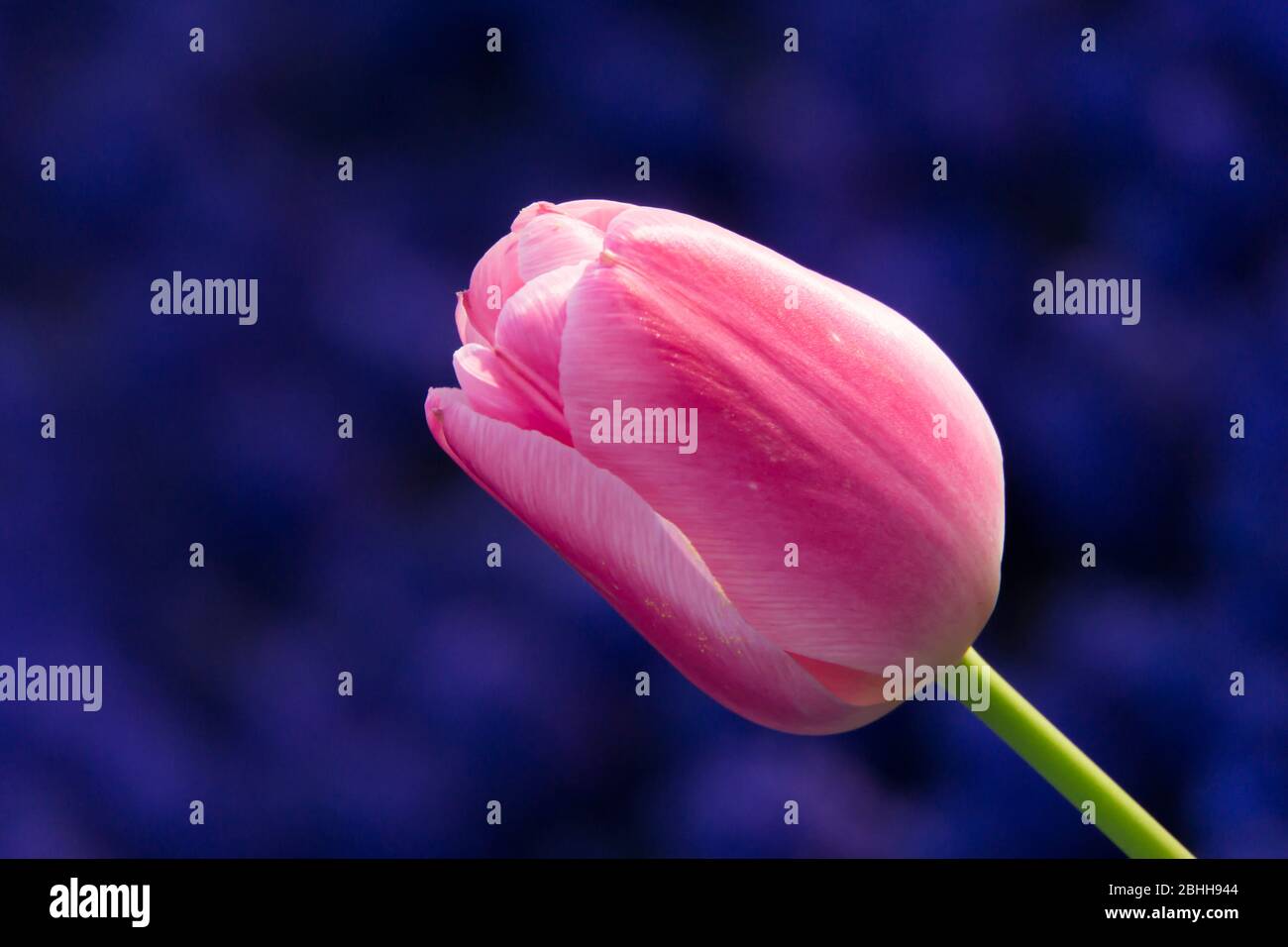 pink yulip close up on purple background Stock Photo