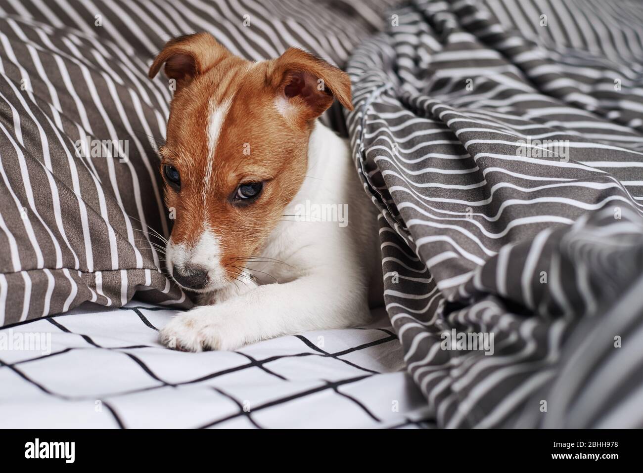 Why do jack russells clearance sleep under the covers