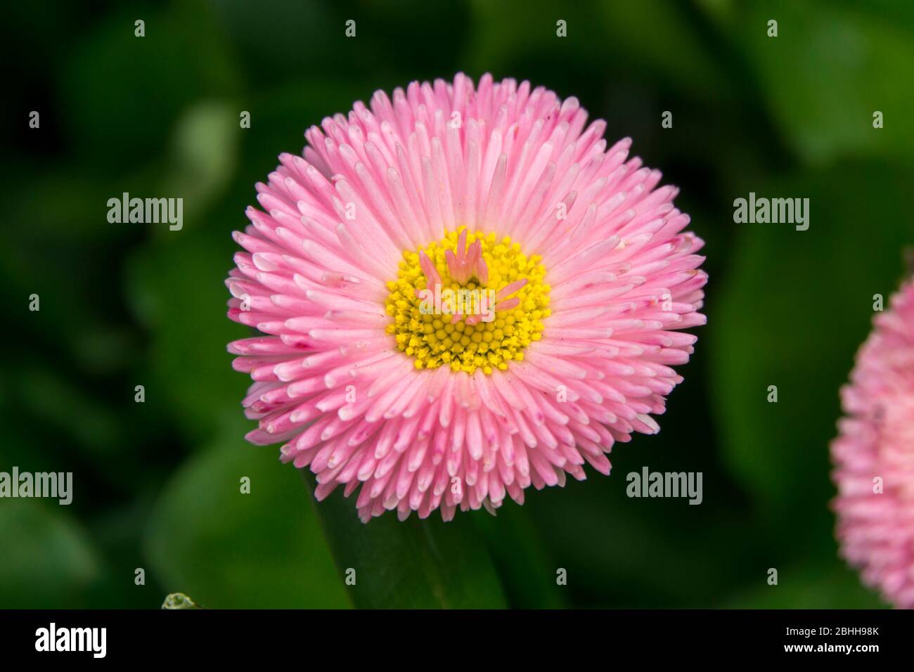 pink daisy close up Stock Photo