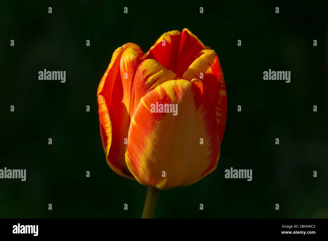 orange tulip close up Stock Photo
