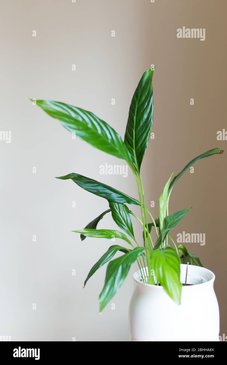 Peace lily / Spathiphyllum / Spath in a white pot Stock Photo