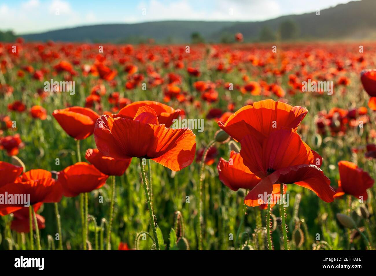 red poppy flower field in the mountains. beautiful nature scenery in summer afternoon Stock Photo