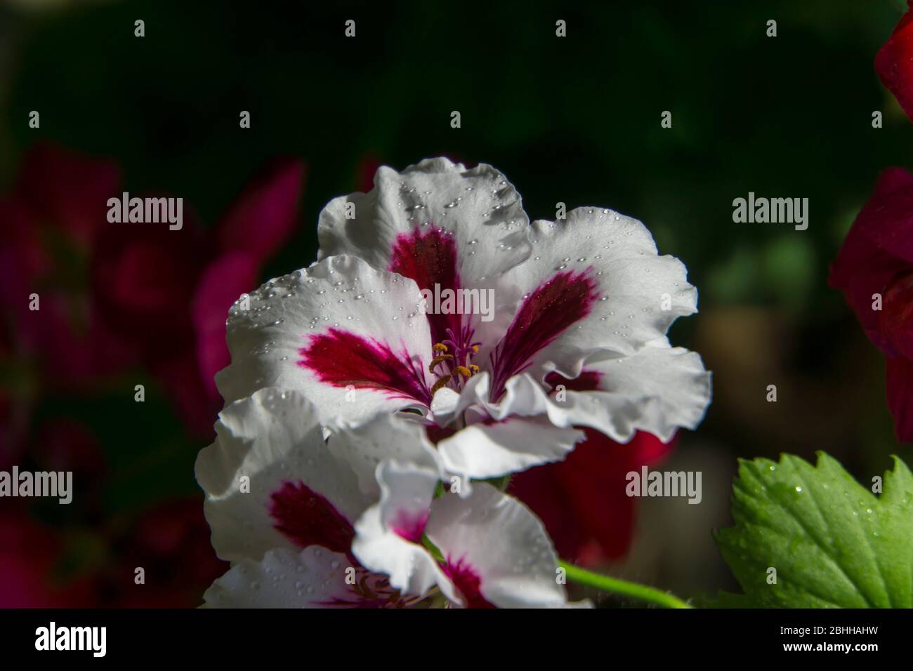 white geranium close up Stock Photo