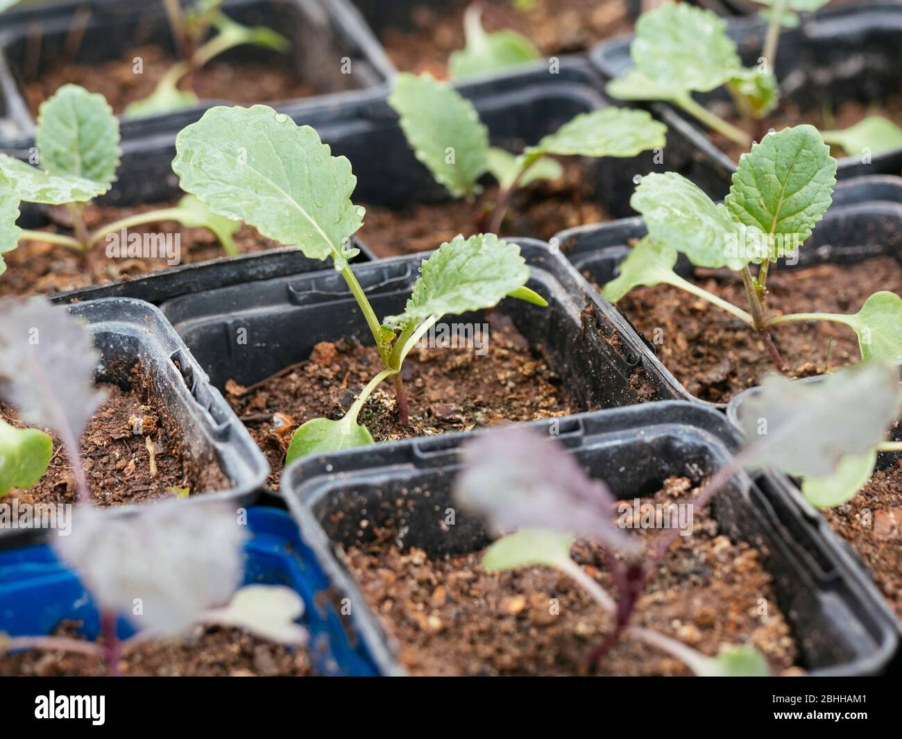 Abyssinian cabbage (Brassica carinata) seedlings in nursery pots. Stock Photo