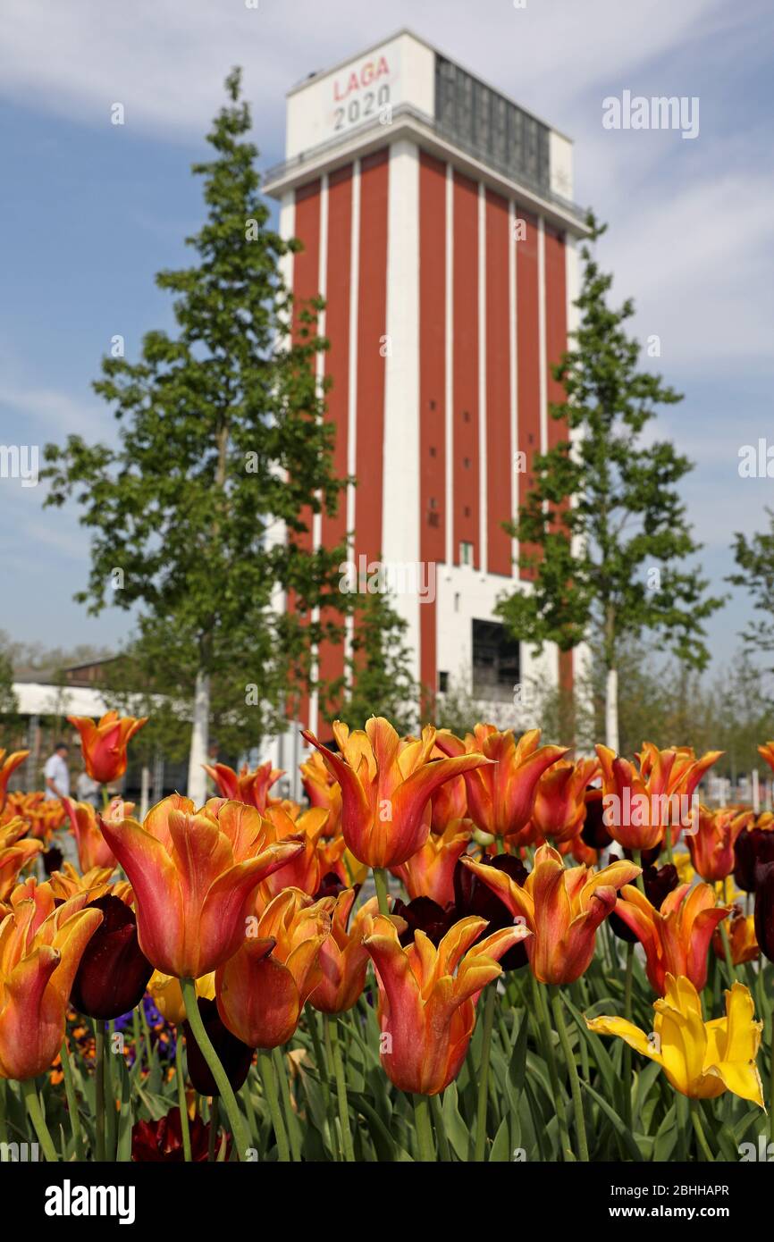 Firo April 24th State Garden Show In Kamp Lintfort Nrw North Rhine Westphalia Tulips The Laga Is To Be Officially Opened On May 5th On April 24th There Was Of Course