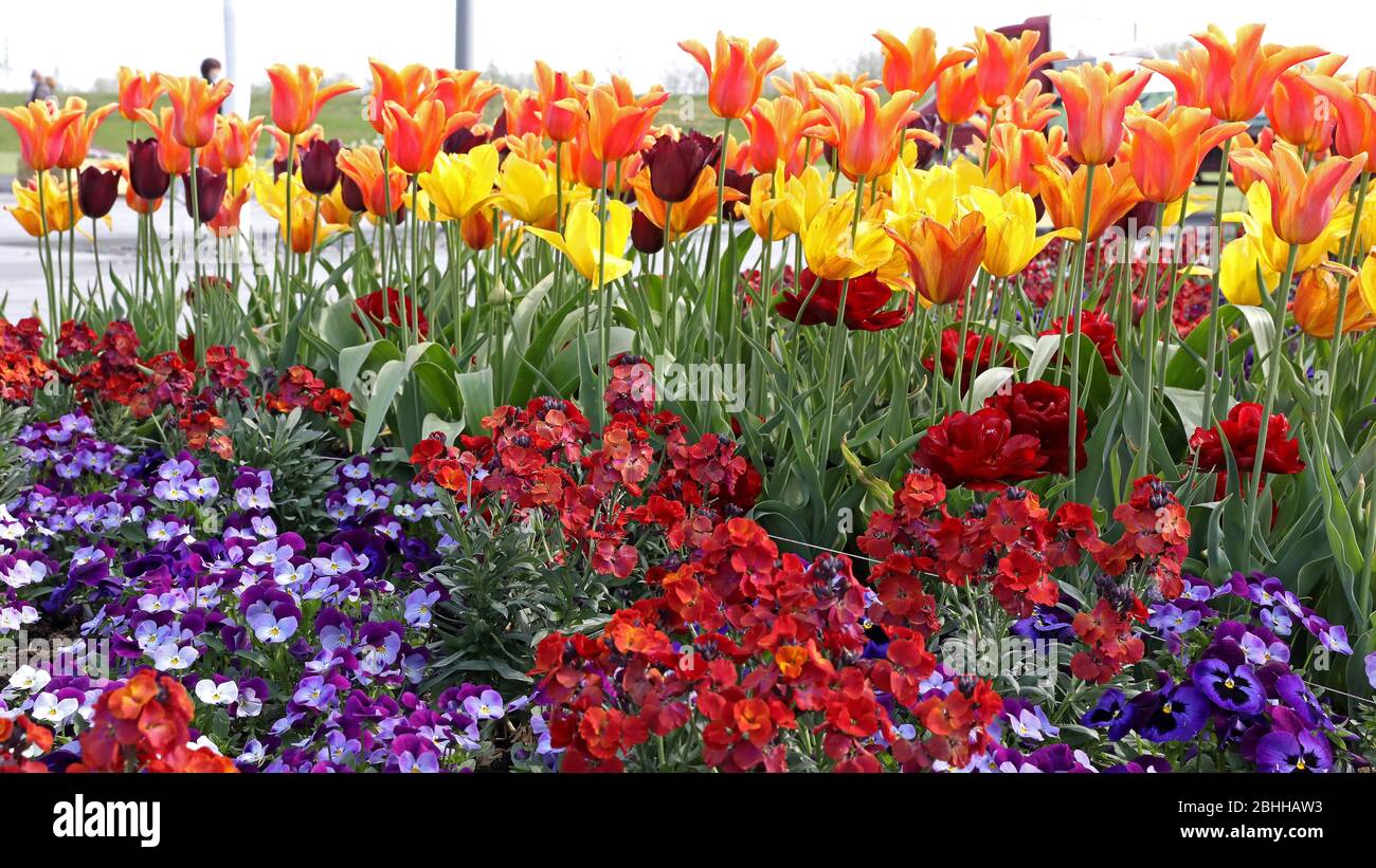 Firo April 24th 2020 State Garden Show In Kamp Lintfort Nrw North Rhine Westphalia Tulips The