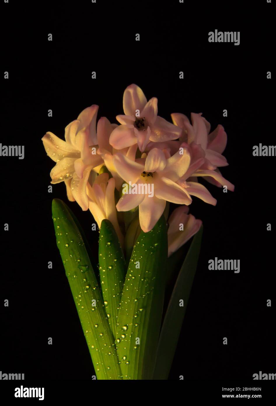 close up of pink hyacinths Stock Photo