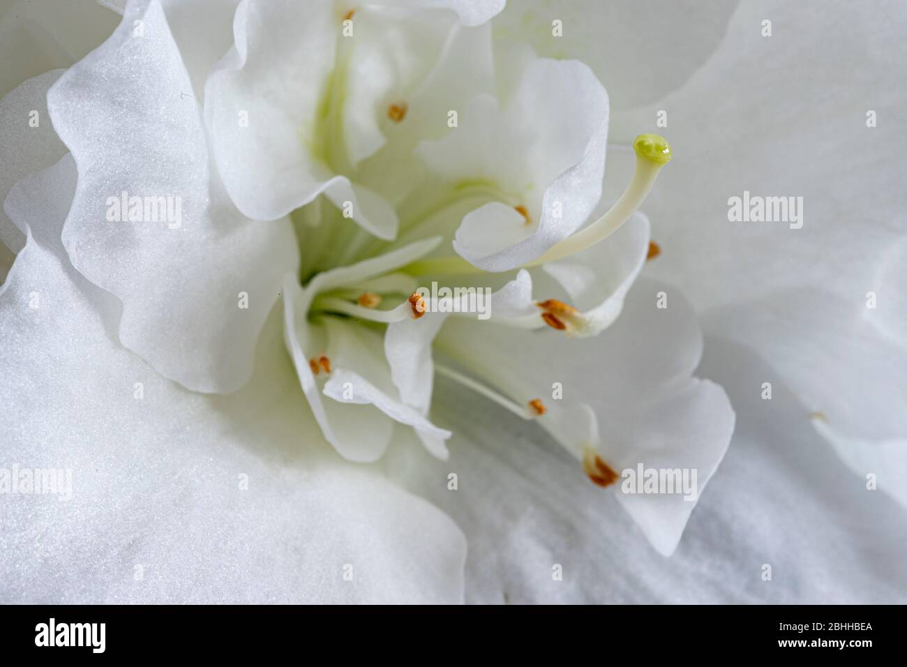 White azalea flowers in full bloom Stock Photo