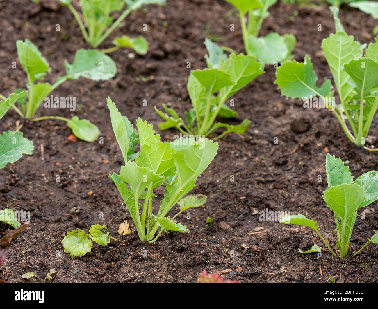 Siberian kale (Bremer Scheerkohl, brassica napus var. pabularia) seedlings. Stock Photo