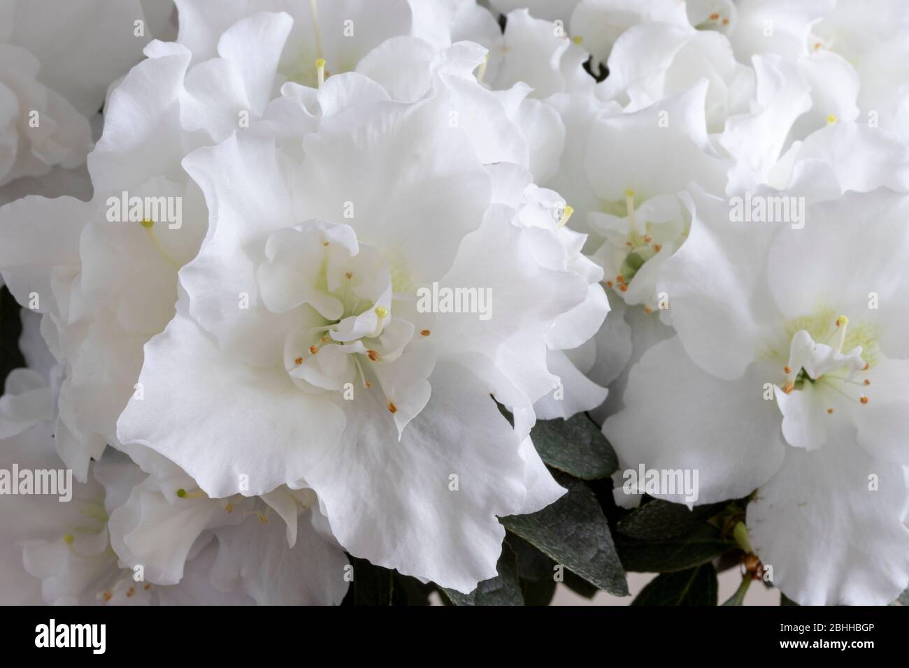 White azalea flowers in full bloom Stock Photo