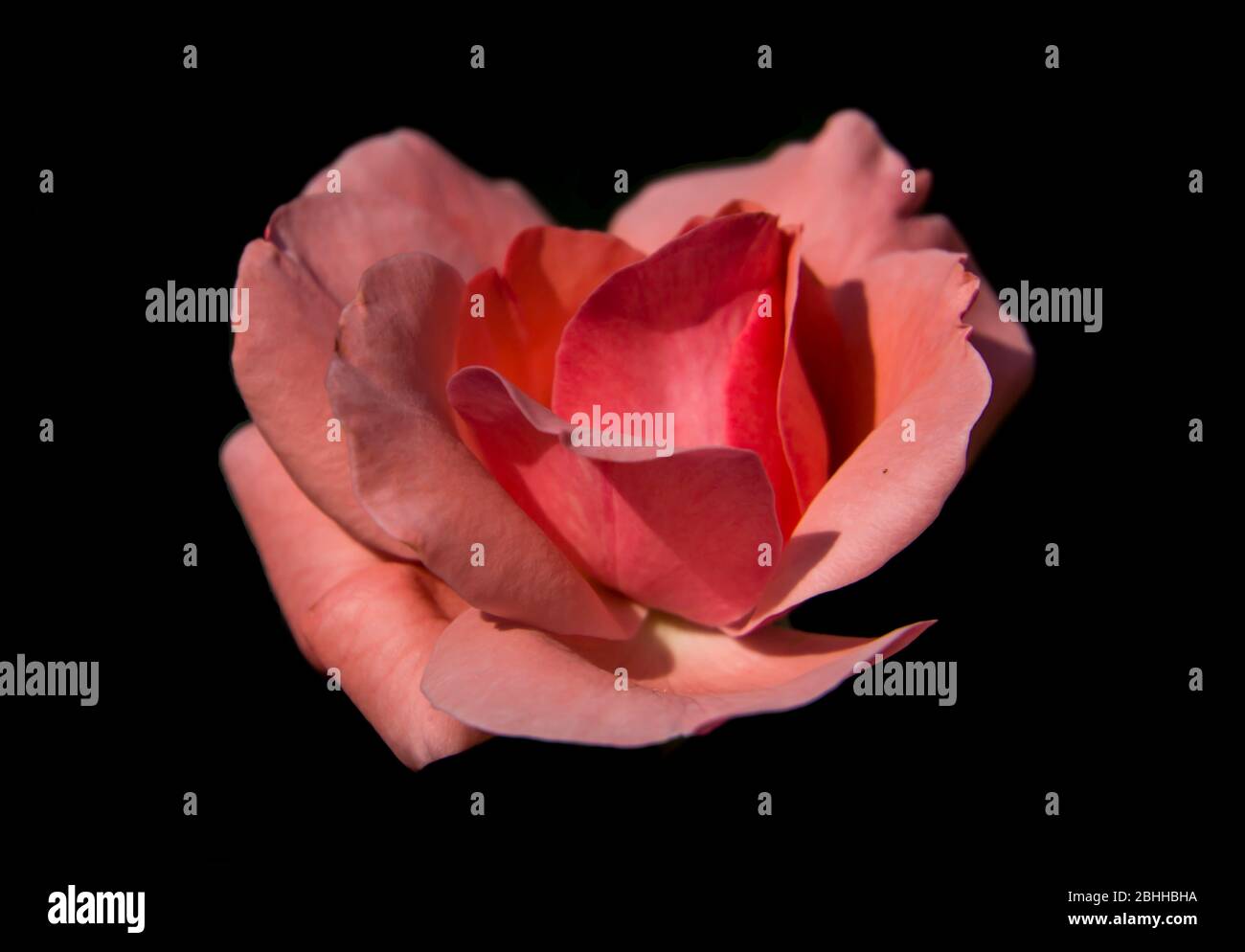 pink rose close up Stock Photo