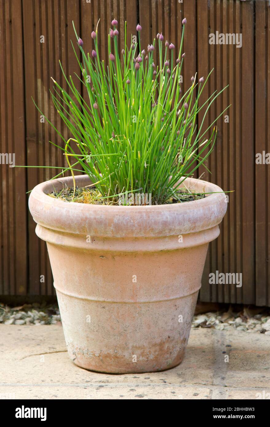 Pot of Chives growing on a patio Stock Photo