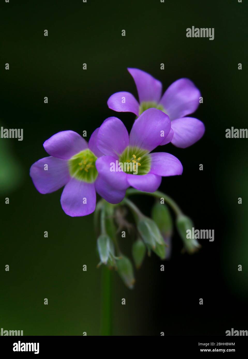 close up of purple flowers Stock Photo