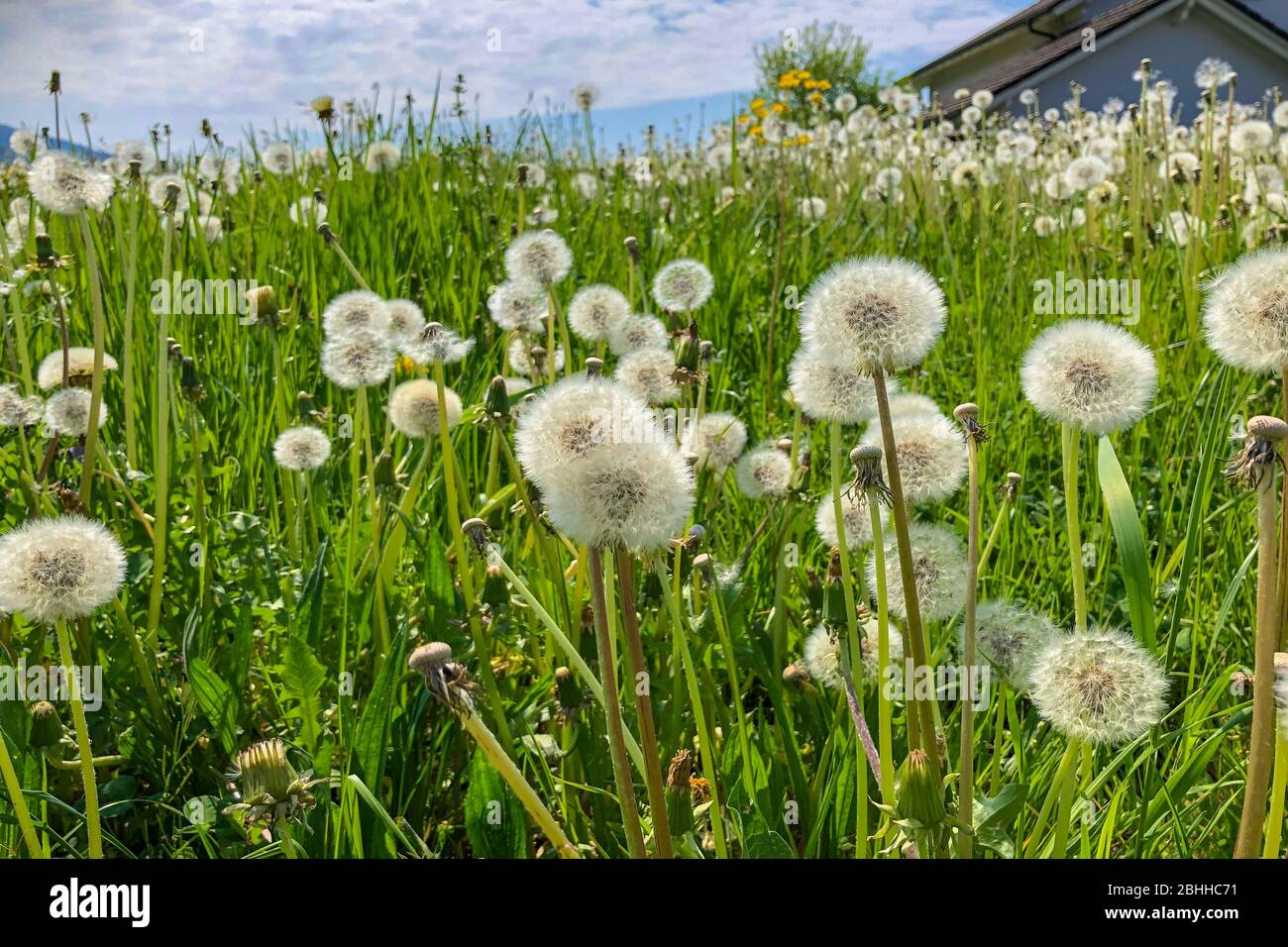 Dandelions on a fresh green field Stock Photo