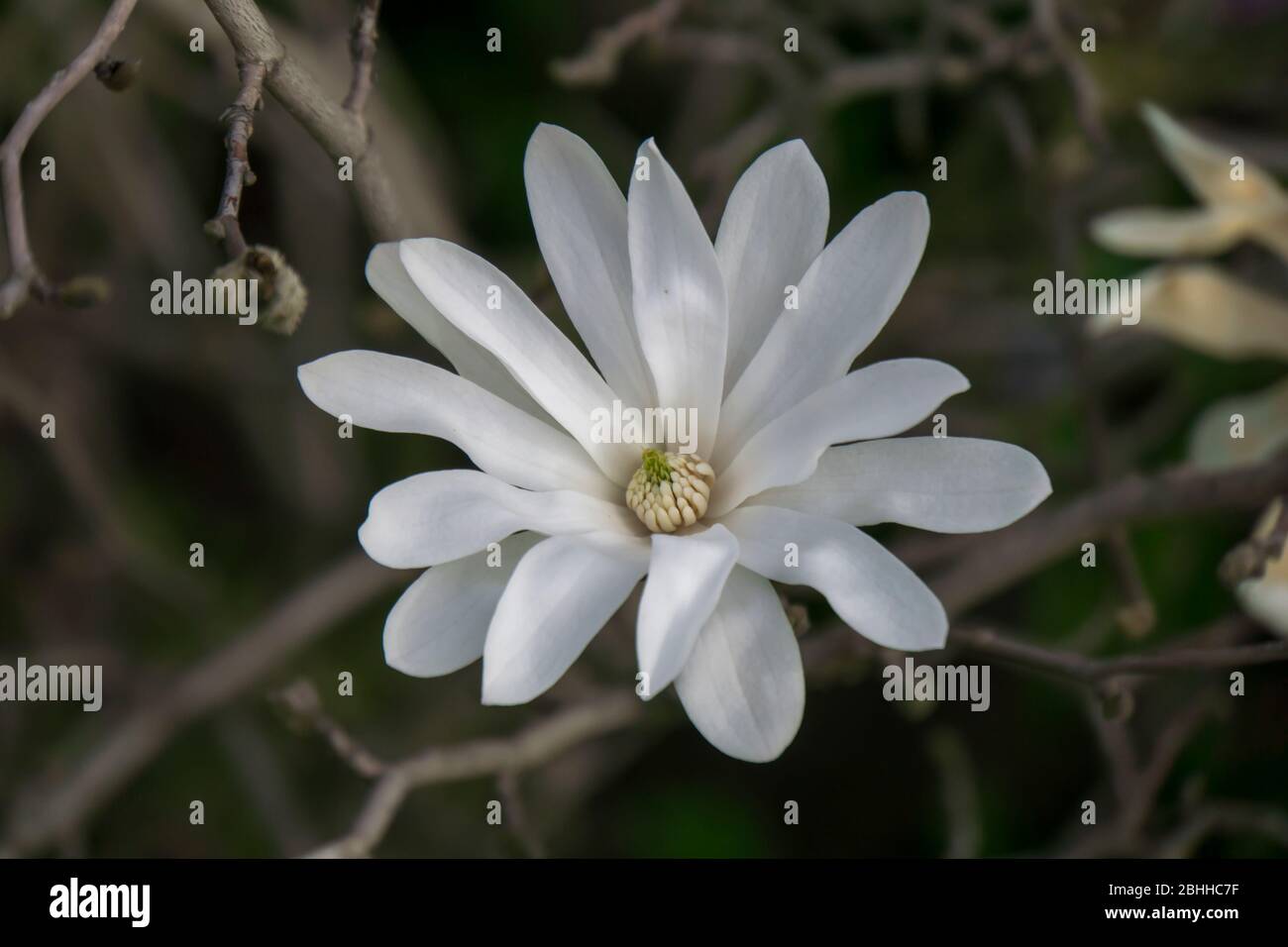 White flower close up Stock Photo