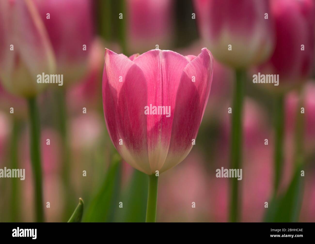 pink tulip close up Stock Photo