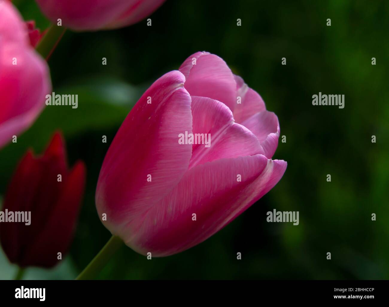 pink tulip close up Stock Photo