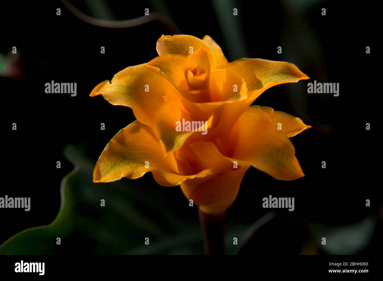 orange flower close up Stock Photo