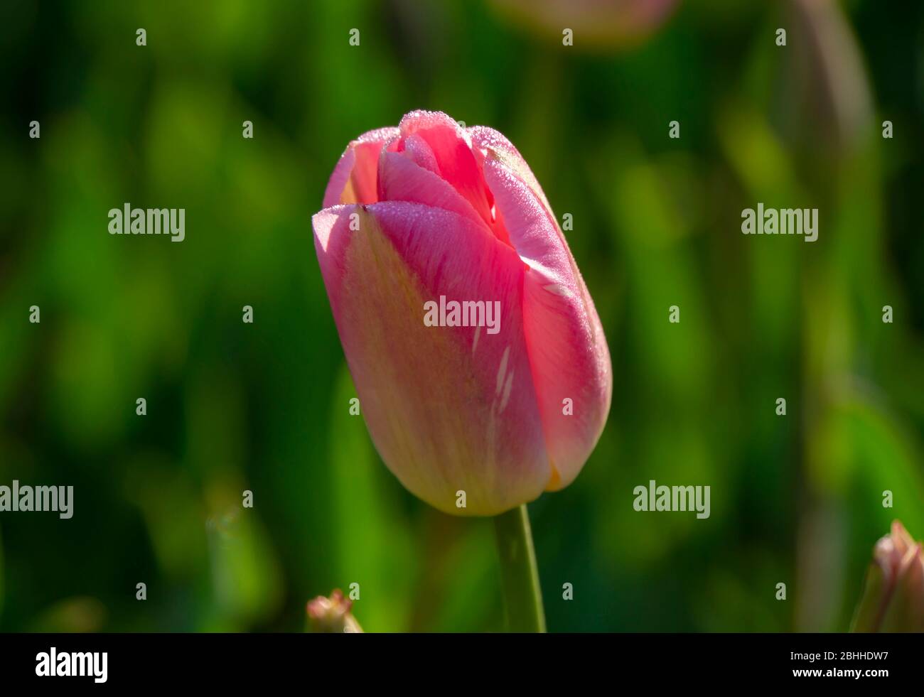 pink tulip bud close up Stock Photo