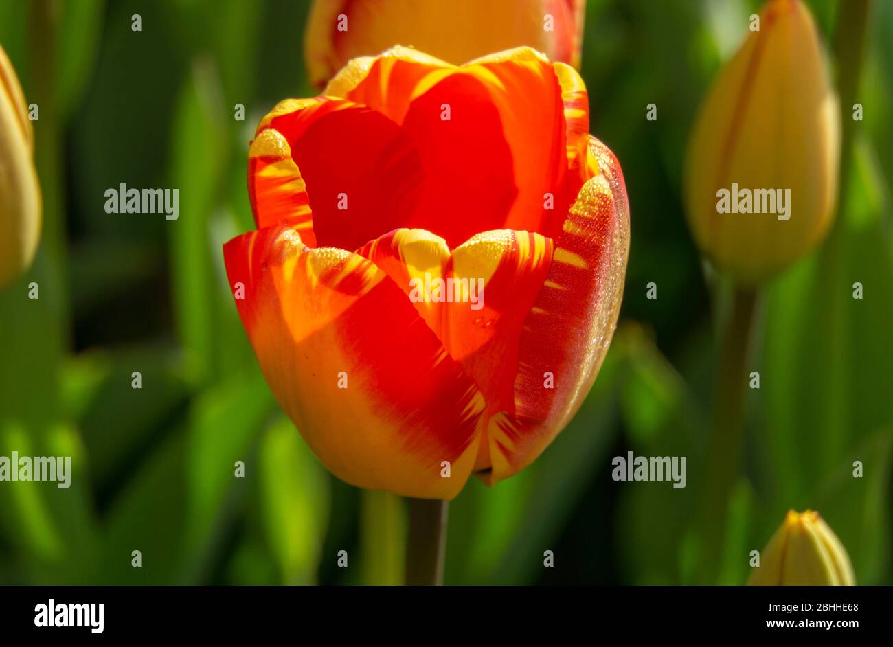 multicolored tulip on green background Stock Photo