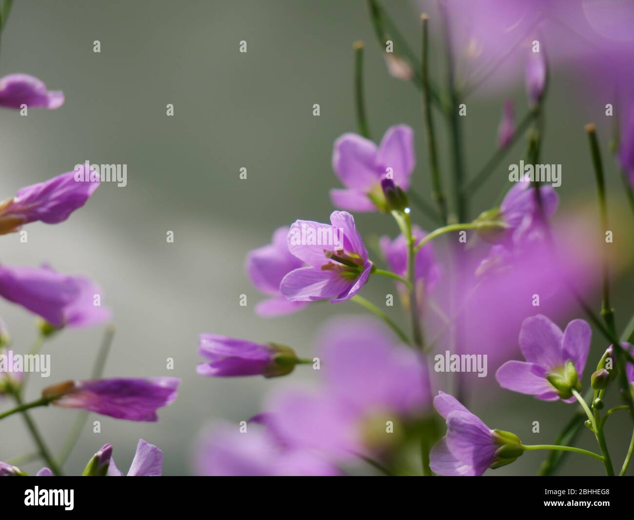 Violet flowers of the wild woods that grow in spring Stock Photo