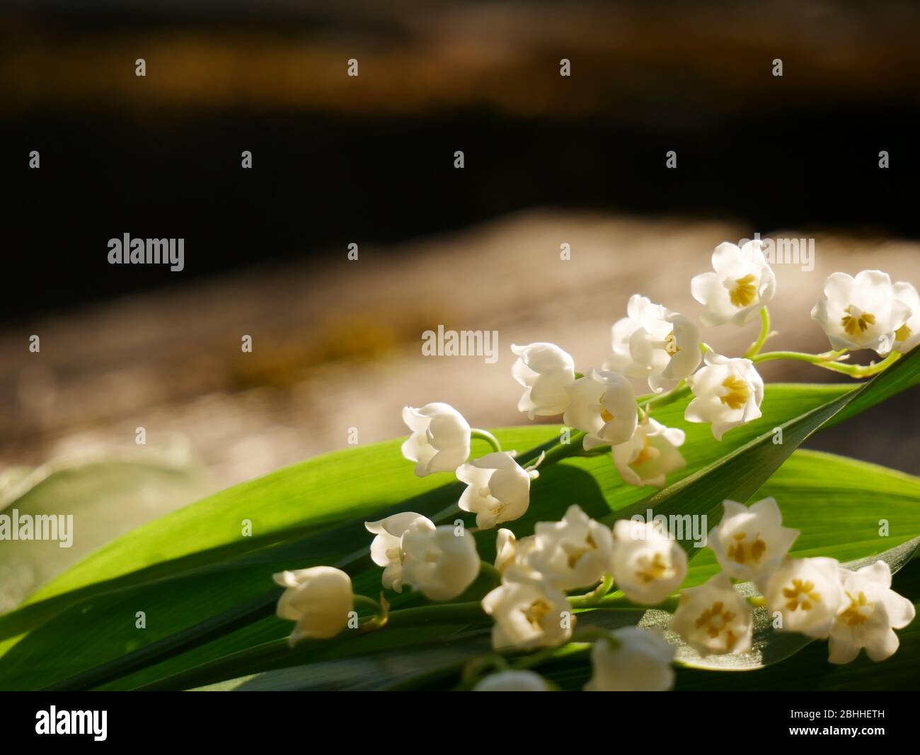 Lily-of-the-valley flowers growing in the month of May. Copy space Stock Photo