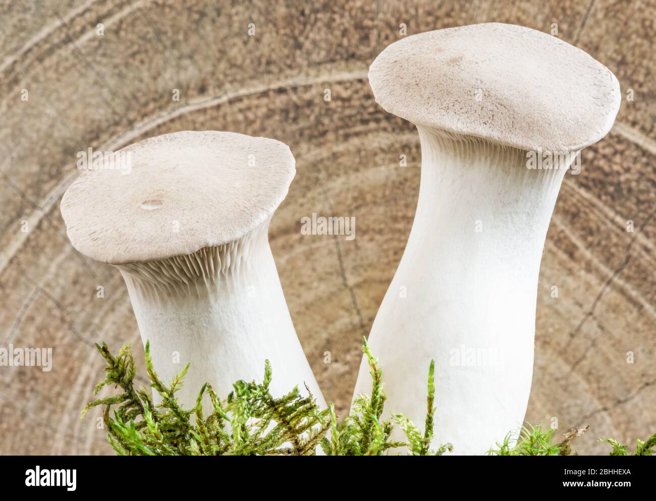 King Oyster (Eringi) raw organic mushrooms are harvested from a mushroom farm. Eringes are fungi