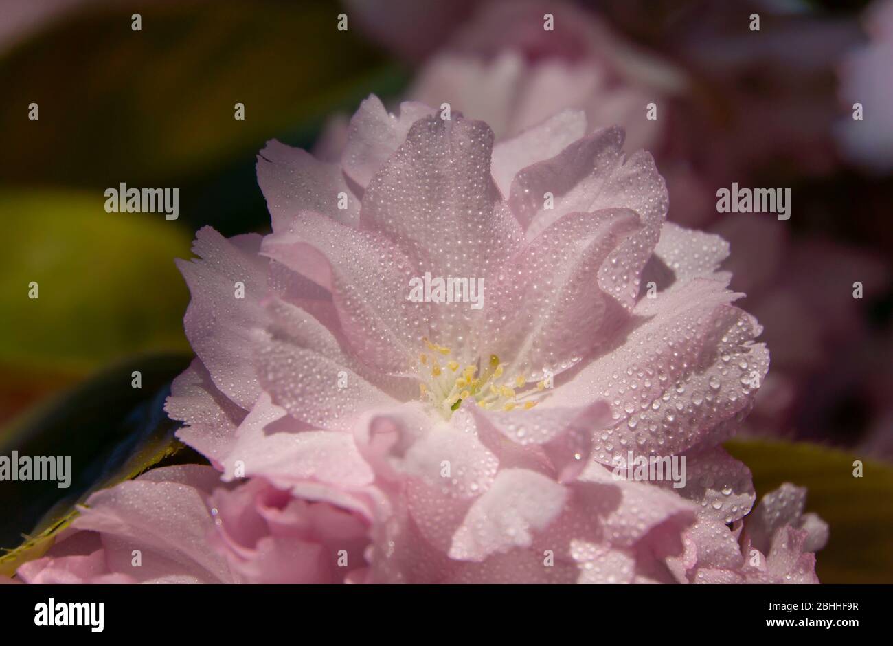 cherry blossom close up Stock Photo