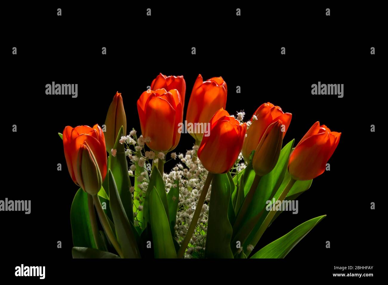 pink tulip bouquet on black background Stock Photo