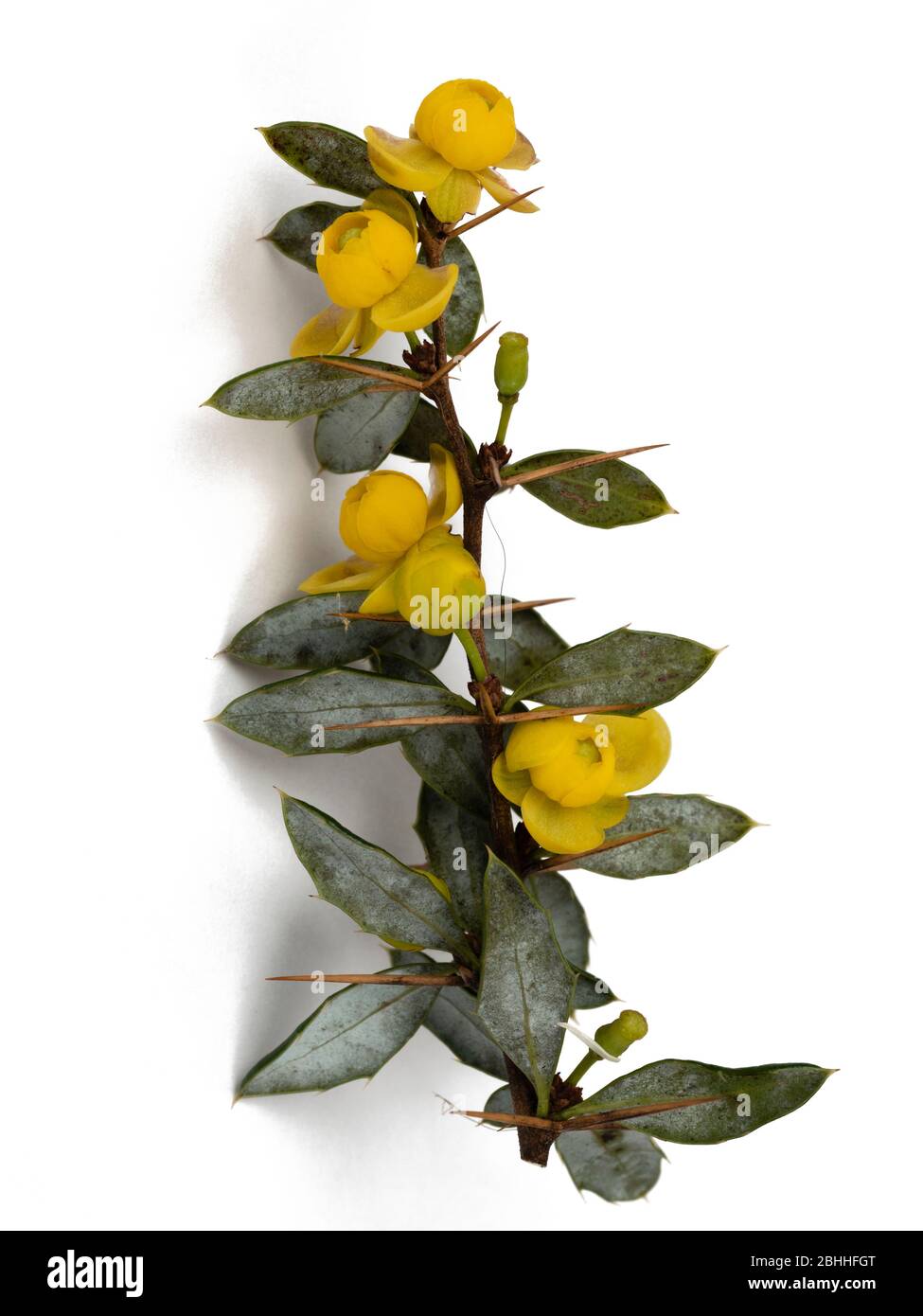 Isolated flowering branch of the warty barberry, Berberis verruculosa, a hardy evergreen shrub on a white background Stock Photo