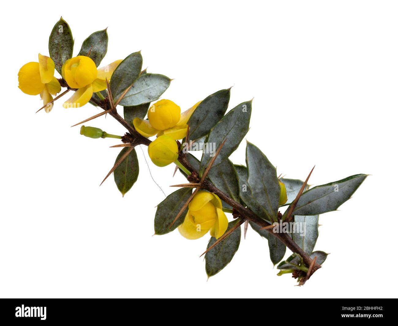 Isolated flowering branch of the warty barberry, Berberis verruculosa, a hardy evergreen shrub on a white background Stock Photo