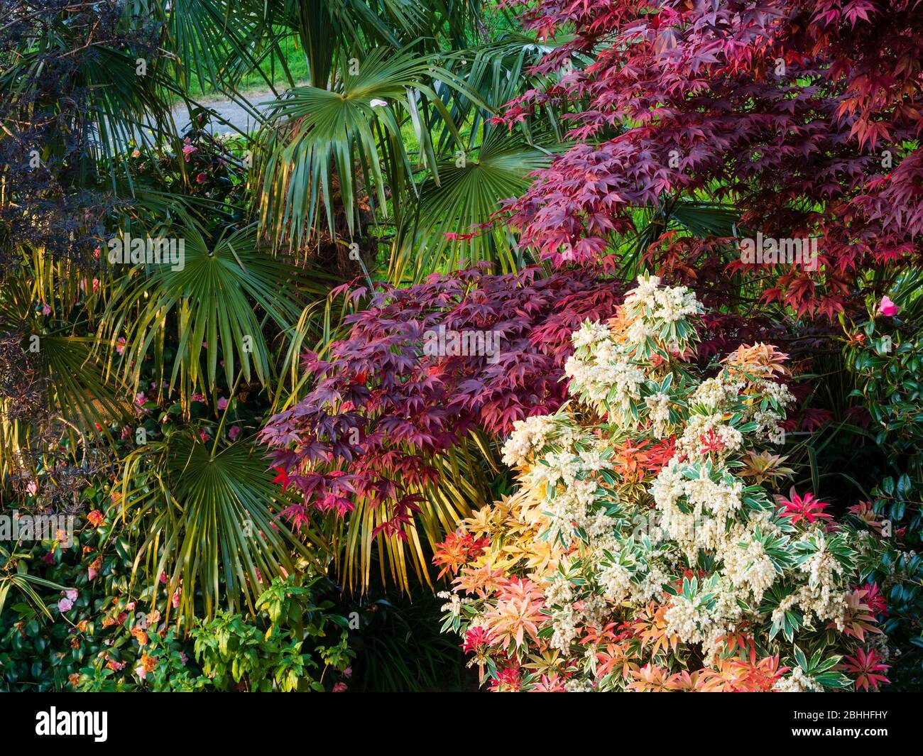 Spring foliage combination of Pieris japonica 'Flaming Silver', Acer palmatum 'Bloodgood', and Trachycarpus fortunei in an UK garden Stock Photo