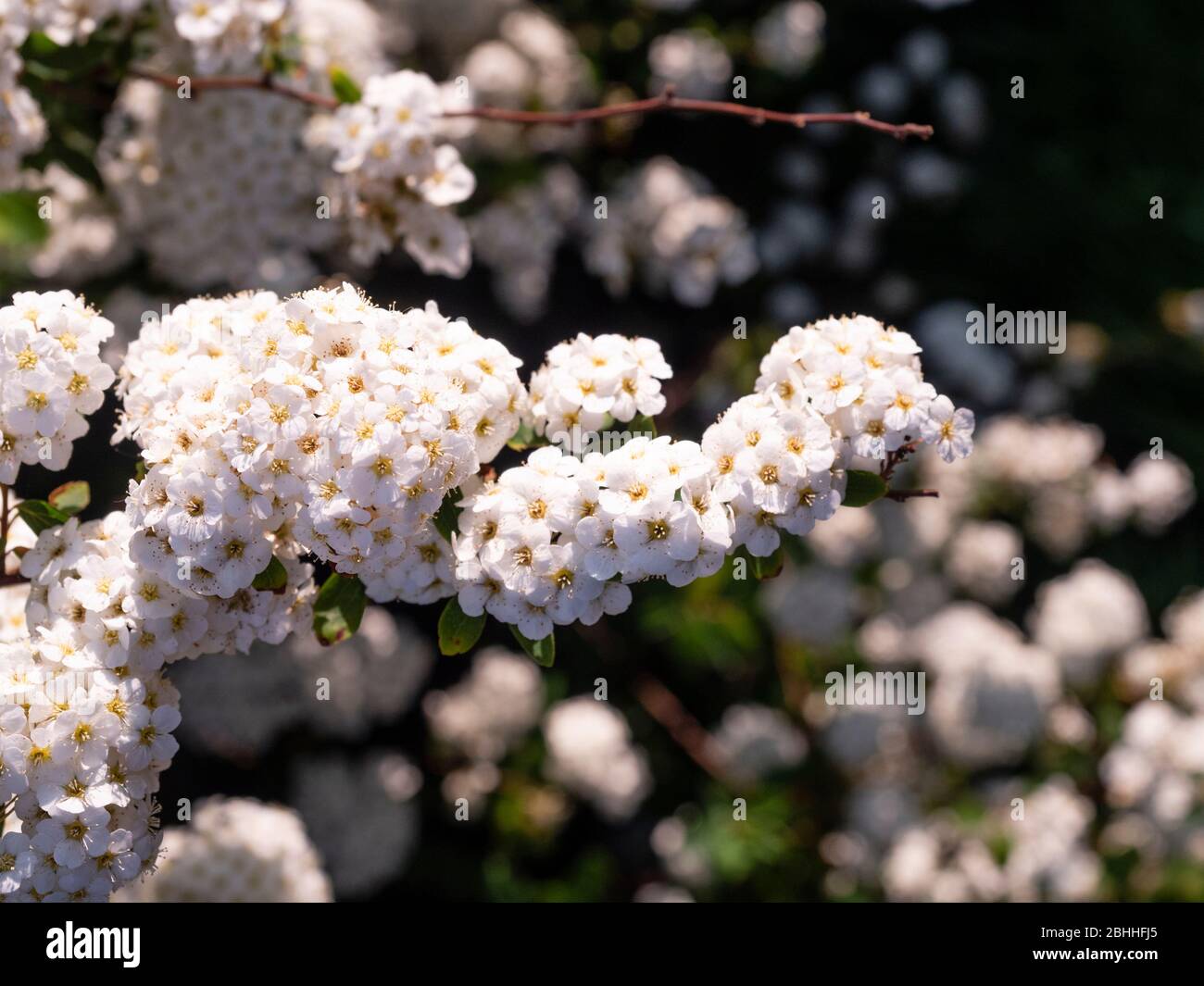 Dense clusters of white spring flowers of the hardy garden shrub, Spiraea nipponica' Snowmound' Stock Photo