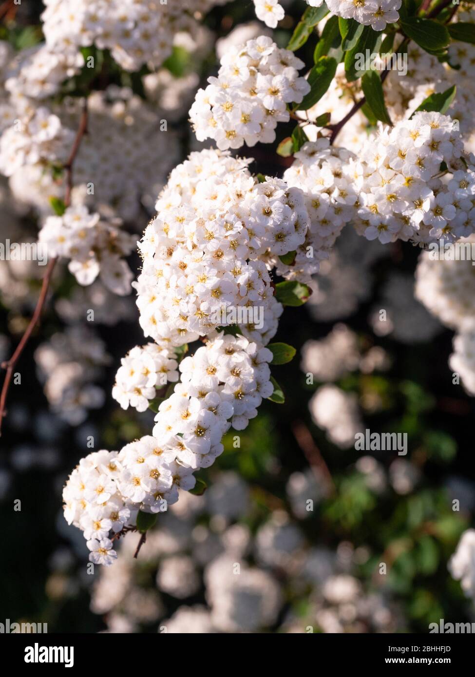 Dense clusters of white spring flowers of the hardy garden shrub, Spiraea nipponica' Snowmound' Stock Photo