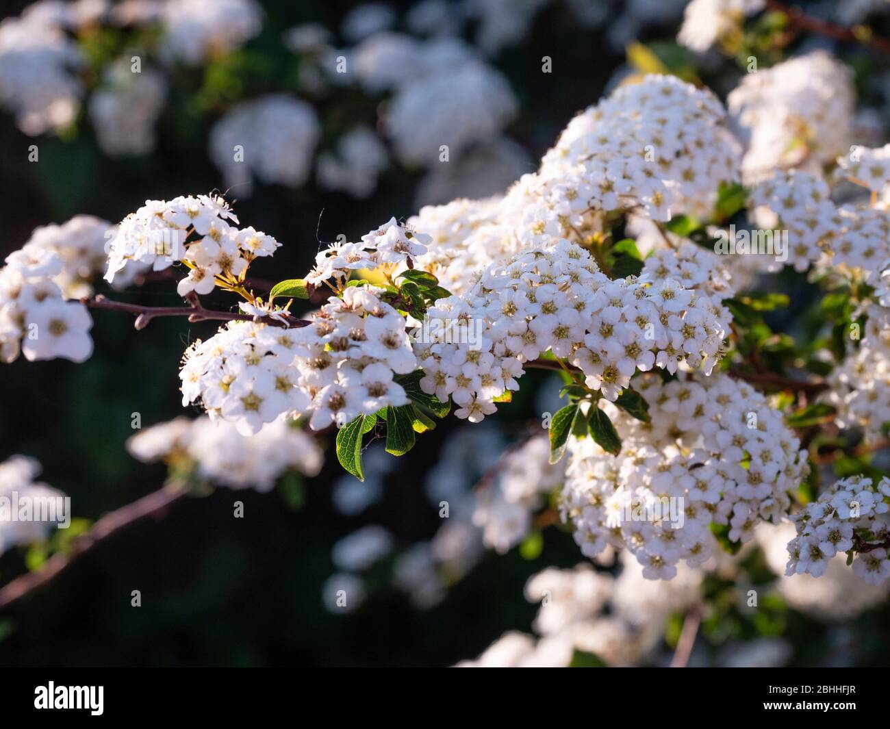 Dense clusters of white spring flowers of the hardy garden shrub, Spiraea nipponica' Snowmound' Stock Photo