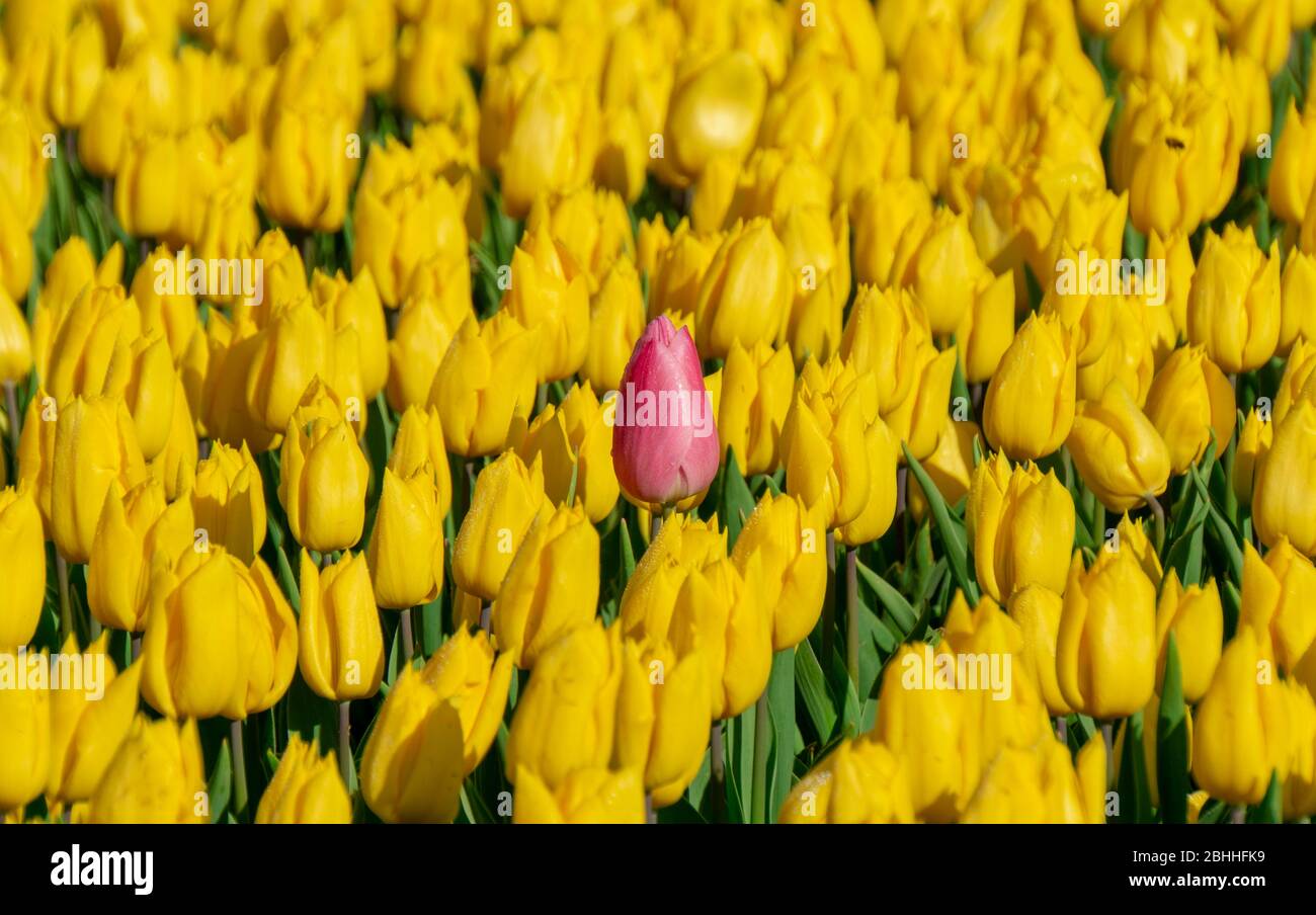 pink tulip standing out Stock Photo