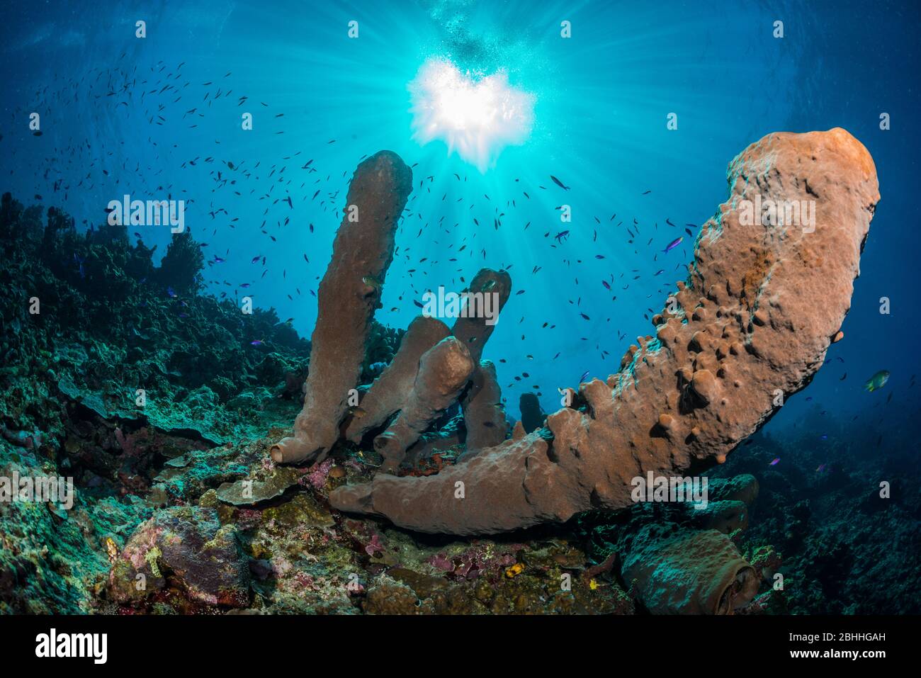Sponges in the Tomini Bay Stock Photo
