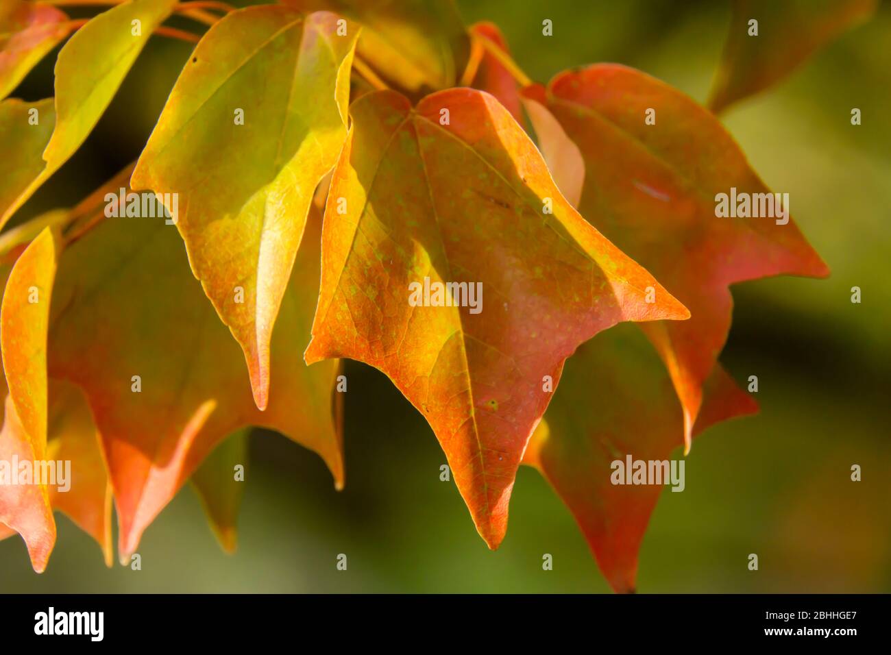 Close up of autumn leaves Stock Photo