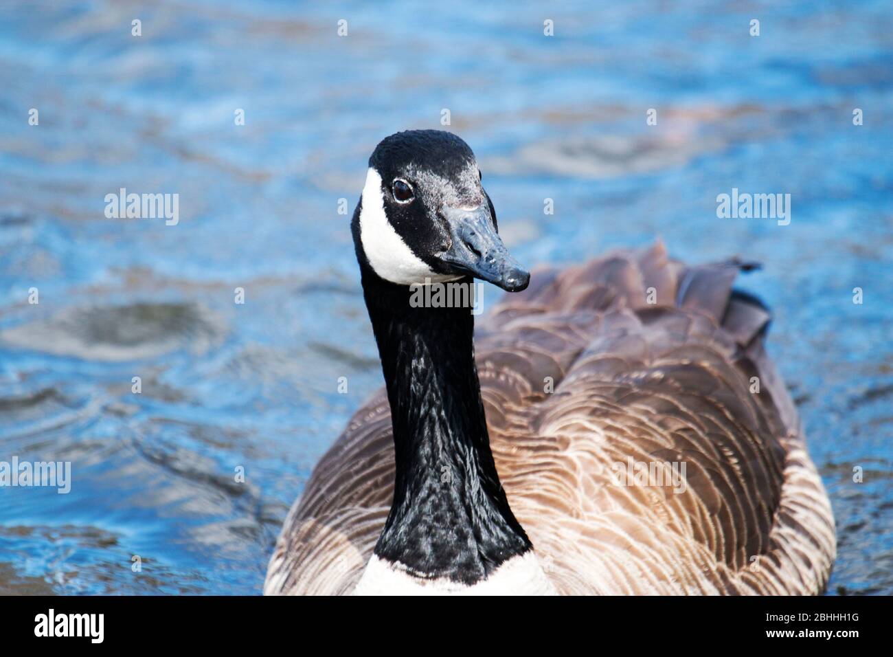 Canada goose valladolid nueva york sales