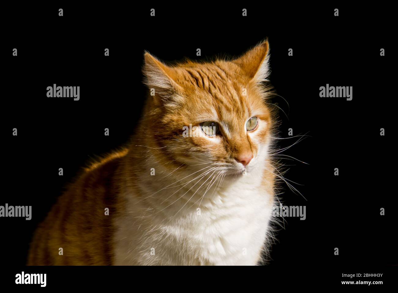 Portrait of a ginger cat Stock Photo