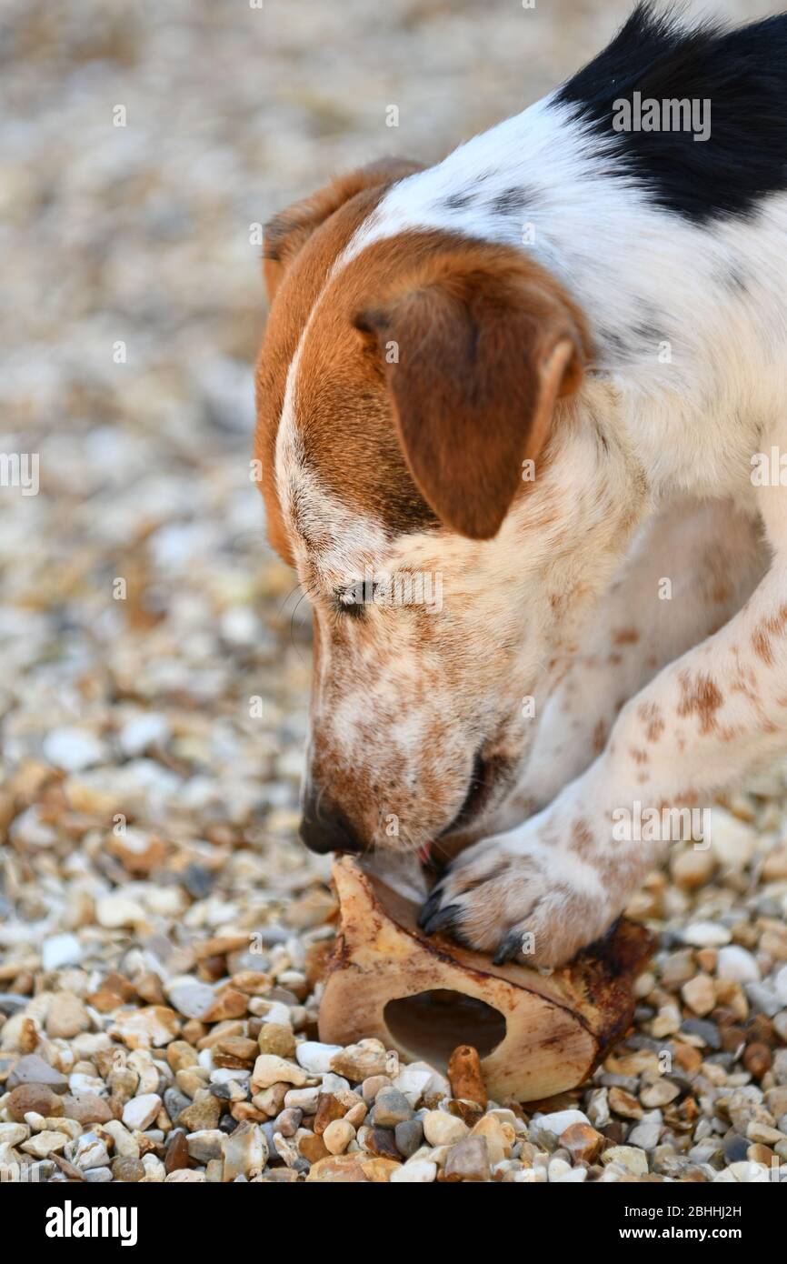 Jack Russell terrier eating her bone Stock Photo Alamy