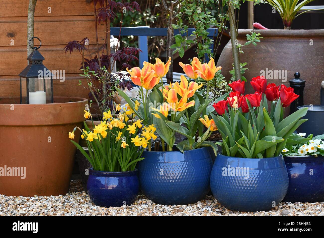 Pot plants in a garden. Tulips and daffodils. Stock Photo