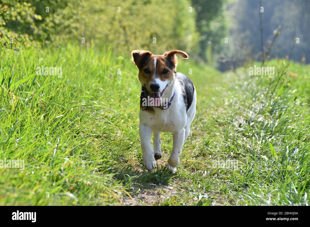 A Jack Russell terrier running along a country track. Stock Photo