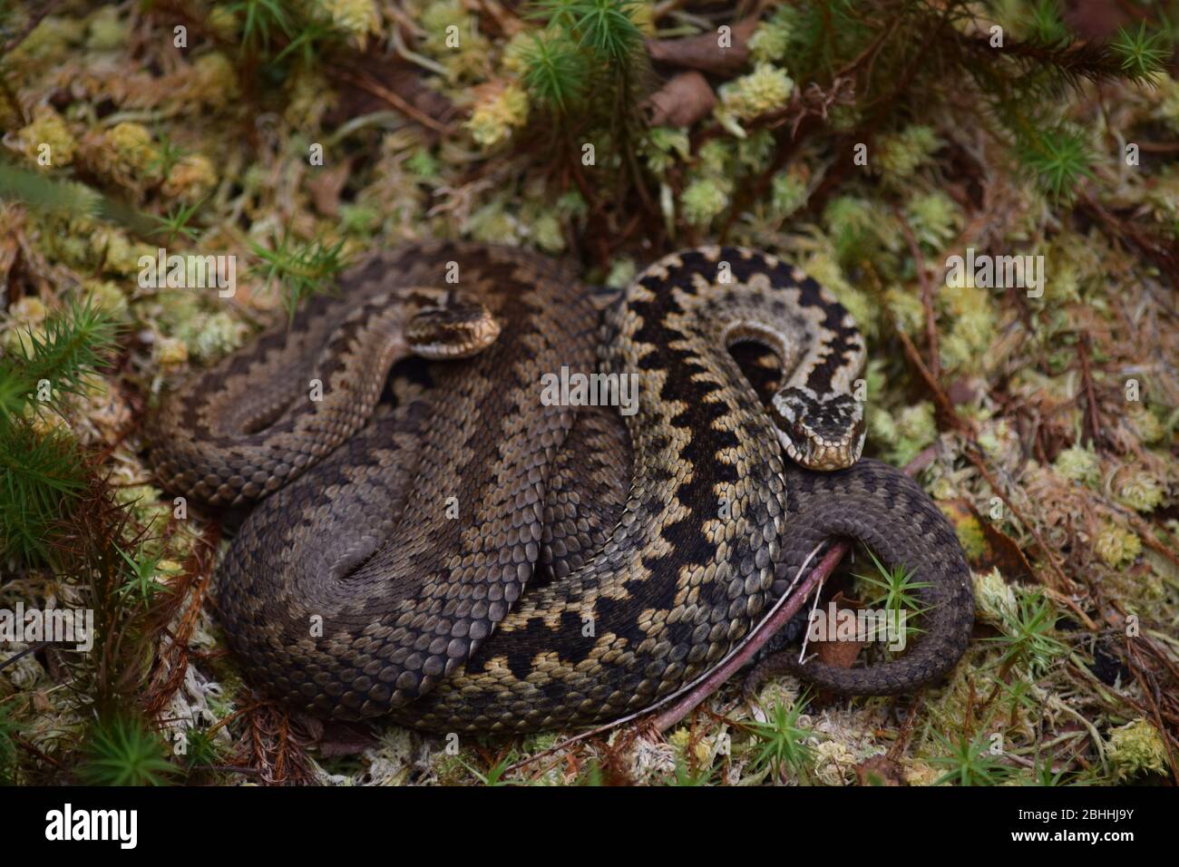 Adders Stock Photo